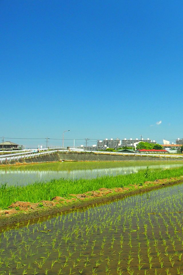 小久保薬局